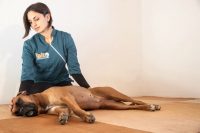 balto-massaggi-per-cani-1.jpg