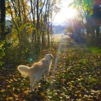 edudog-italia-pensione-casalinga-per-cani-2.jpg