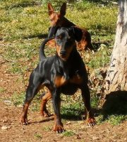 allevamento-zwergpinscher-house-vom-passcal-4.jpg