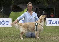 allevamento-golden-retriever-san-nicolo-4.jpg