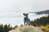 axaeco-prodotti-per-cani-attivi-e-da-slitta-2.jpg