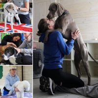 dog-massage-academy-scuola-di-massaggio-per-cani-1.jpg