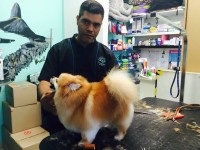             Ed's pet