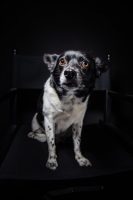 giorgia-calisi-pet-photography-video-2.jpg