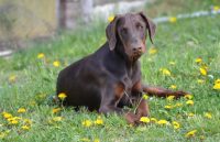 Orme-di-Kina-Allevamento-Dobermann-2.jpg