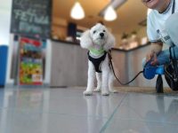 hotel-marina-pet-lovers-roseto-degli-abruzzi-3.jpg