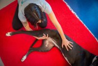 dog-massage-academy-scuola-di-massaggio-per-cani-4.jpg