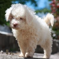Allevamento_Lagotto_Romagnolo_Valle_dei_Medici_2.jpg