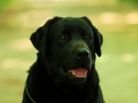 allevamento-labrador-della-spippola_2.jpg