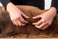 balto-massaggi-per-cani-2.jpg
