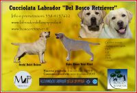 allevamento-labrador-della-spippola_1.jpg