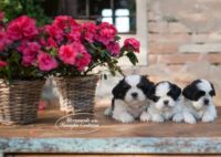Allevamento_shihtzu_della_famiglia_contarini-2.jpg