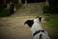 Portami_Con_Te_marriage_dog_sitting_4.jpg