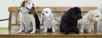 Clinica_Veterinaria_My_Vets_2.jpg