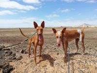podencos-angels-rescue_2.jpg