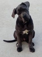 i-corsi-di-savoia-allevamento-professionale-cane-corso-3.jpg