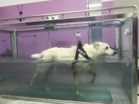 fisioterapia-veterinaria-pisa-4.jpg