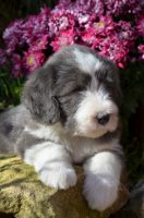 allevamento-bearded-collie-poggio-al-tesoro-2.JPG
