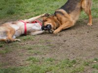 family-dogs-3.jpg