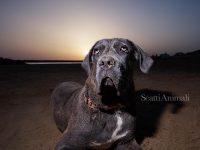 scattianimali-fotografo-di-animali-4.jpg