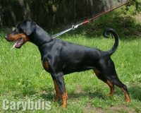 allevamento-dobermann-carybdis_2.jpg