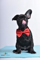 Dogstudios-4.jpg