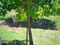 Pensione-per-Cani-Lazio-1.JPG