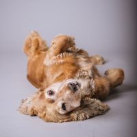frafede-pet-photography-3.jpg