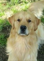 Allevamento_Golden_Retriever_Moonlight_of_Sardinia_1.jpg