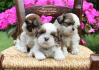 Allevamento_shihtzu_della_famiglia_contarini-1.jpg