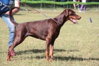 allevamento-dobermann-carybdis_4.jpg