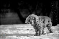 Micaela_equine-pet_photography_1
