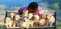 Allevamento-Golden-Retriever-Olvinglay-Cucciolata.jpg