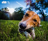 ZAMPA_FOTOGRAFICA_Pet_Photography_2.jpg