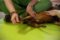 Qua-la-Zampa -Centro-di-fisioterapia-per-animali-4.JPG