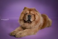 dog-photo-varese_2.jpg
