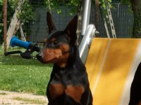 allevamento-zwergpinscher-house-vom-passcal-1.jpg