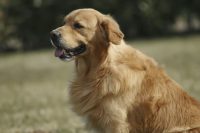 allevamento-golden-retriever-san-nicolo-3.jpg