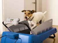 dog-inn-art-toelettatura-legnano-3.jpg