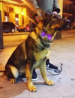 DOG_WASH_Toelettatura_Cava_de'_Tirreni.JPG