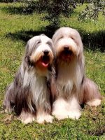 allevamento-bearded-collie-poggio-al-tesoro-3.jpg