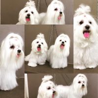 FASHION_DOG_Toelettatur_Professionale_Piacenza_2.jpg