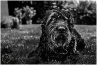 Micaela_equine-pet_photography_3