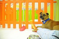 BAU_il_Circolo_delle_Coccole_Asilo_nido_per_cani_Firenze_2.jpg