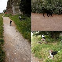zeno-civitareale-educatore-cinofilo-e-consulente-nella-relazione-con-il-cane-4.jpg