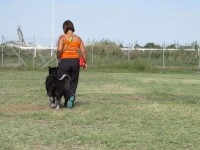 Centro_Cinofilo_OverJOYed_Agility_Team_1.jpeg