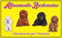 Allevamento_Barboncino_2