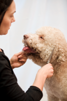 DOG_MODEL_di_Luciana_Boi_Centro_Estetico_e_Toelettatura_Milano