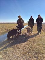 ASSOCIAZIONE_LA_CASA_DI_DORA_RESCUE_PER_ROTTWEILER_3.JPG
