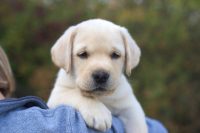 allevamento-labrador-della-spippola_3.jpg